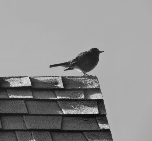 Im call this one, 'harbinger'. 